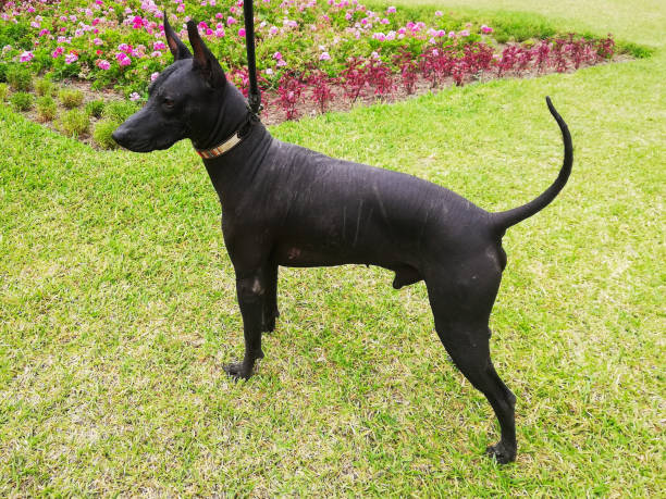 Peruvian
