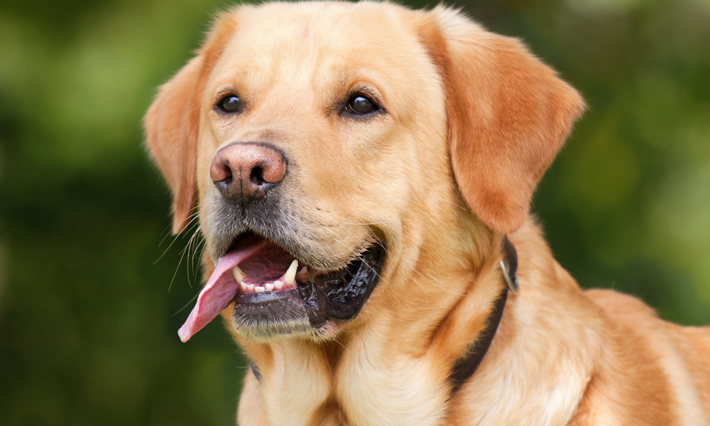 Labrador Retriever Gc6e345972 1920