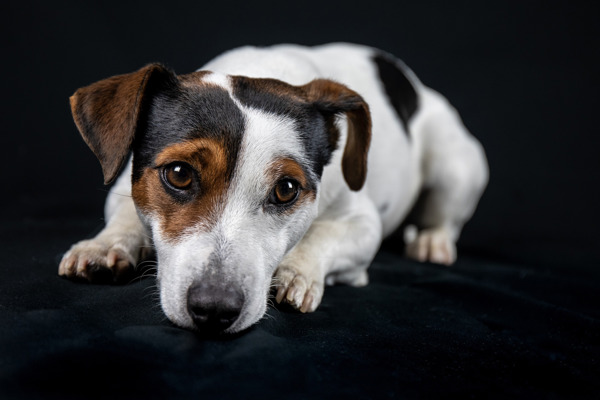 Den lille terrier – Jack Russell