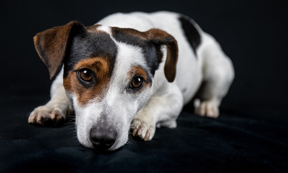 Jack Russell