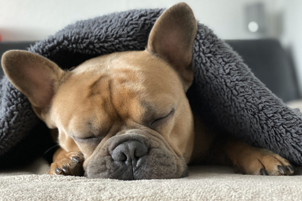 Fransk bulldog