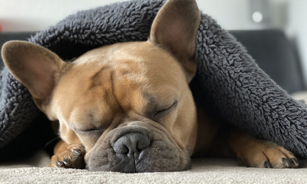 Hunderacen Fransk Bulldog