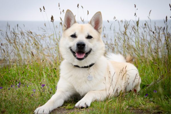 Norsk Buhund