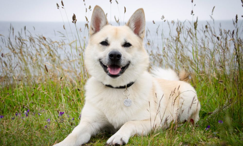 Norsk Buhund Info