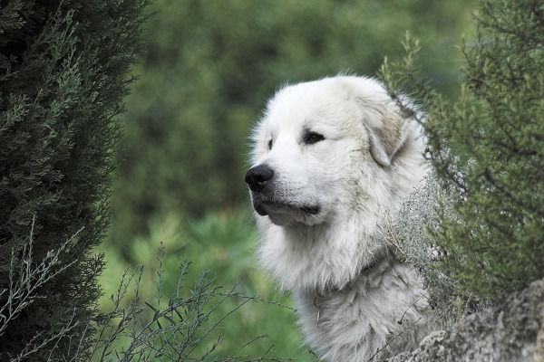 Pyreneerhund