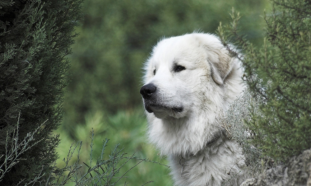 Pyreneerhund