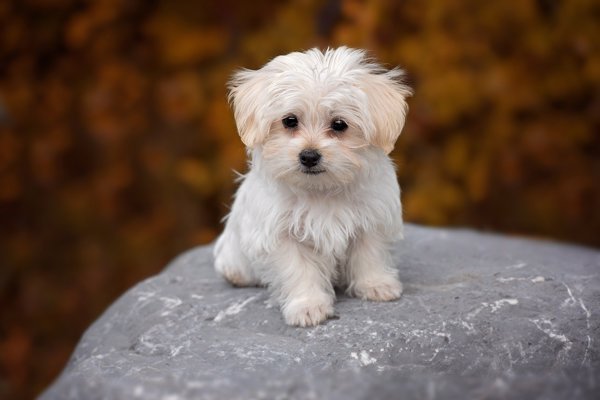 Malteseren – et godt hundevalg