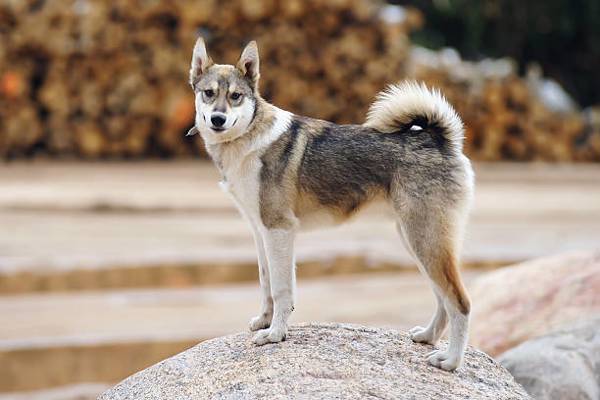 Vestsibirisk Laika