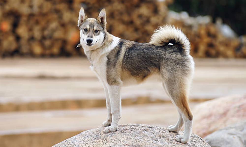 West Siberian Laika