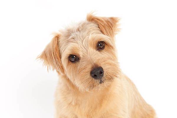 Norfolk Terrier