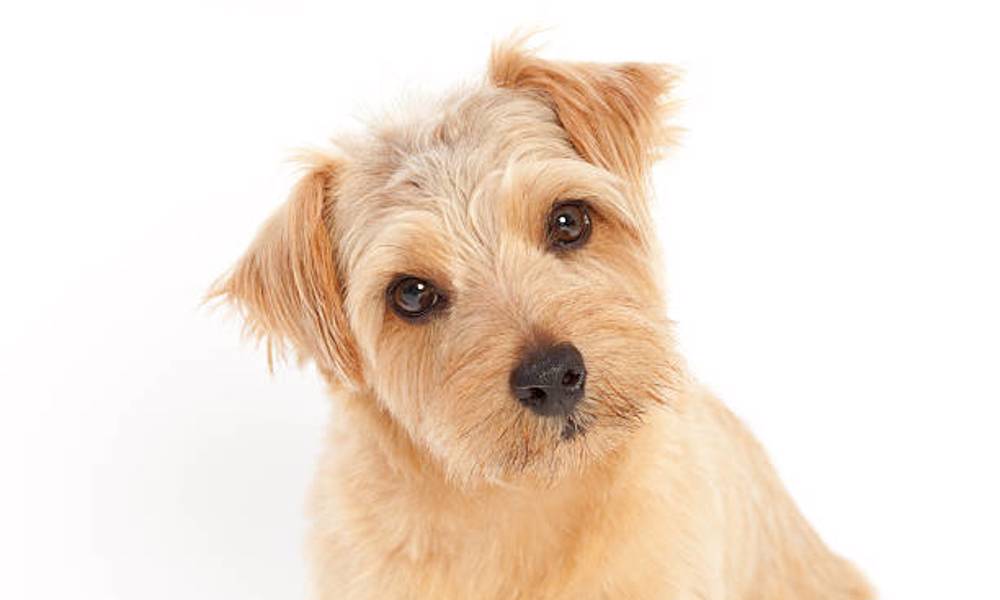 Norfolk Terrier