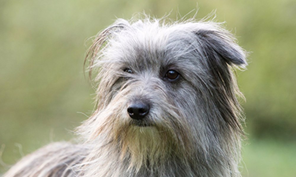 Pyrenæisk Hyrdehund