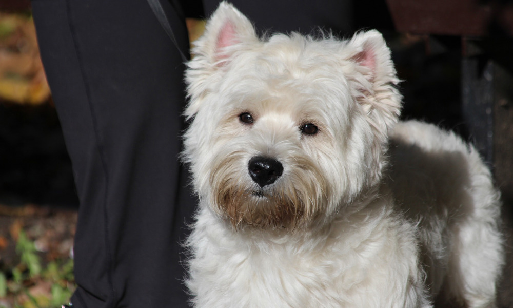 West Highland White Terrier